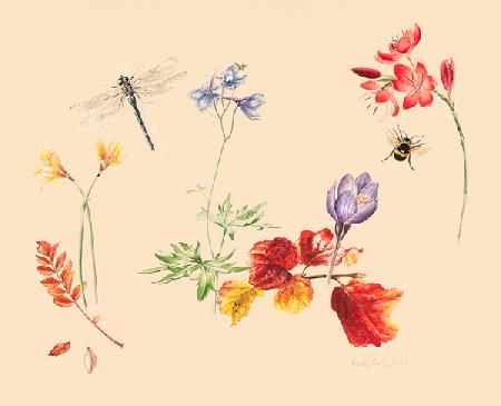 Autumn Flowers and insects