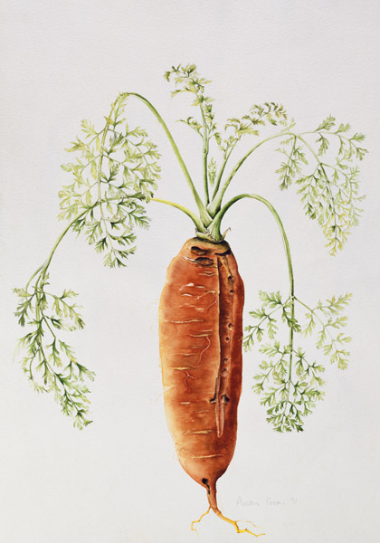 Carrot from my Garden (w/c)  from Alison  Cooper