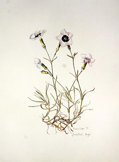 Dianthus Argus from Alison  Cooper