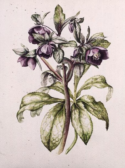 Helleborus Orientalis from Helen Ballard (dark purple flowers)  from Alison  Cooper