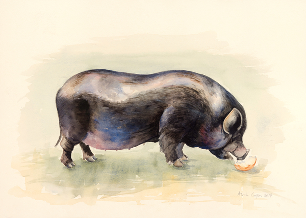 Italian Black Pig from Alison  Cooper