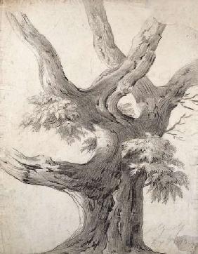 Study of a Tree