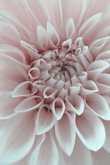 Cafe Au Lait Dahlia Closeup