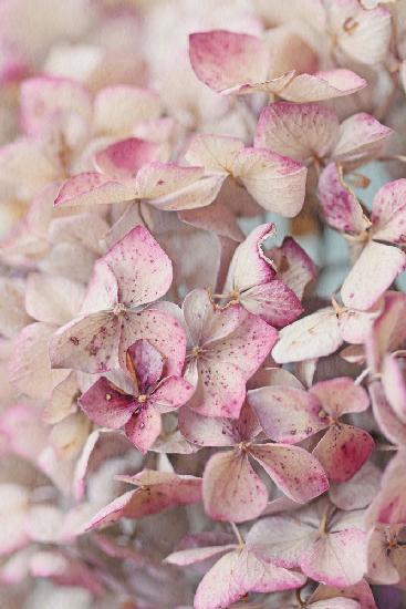 Vintage Pink Hydrangea Petals