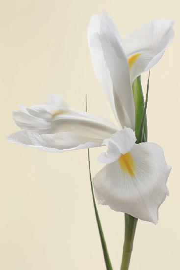 White Iris Flower Portrait