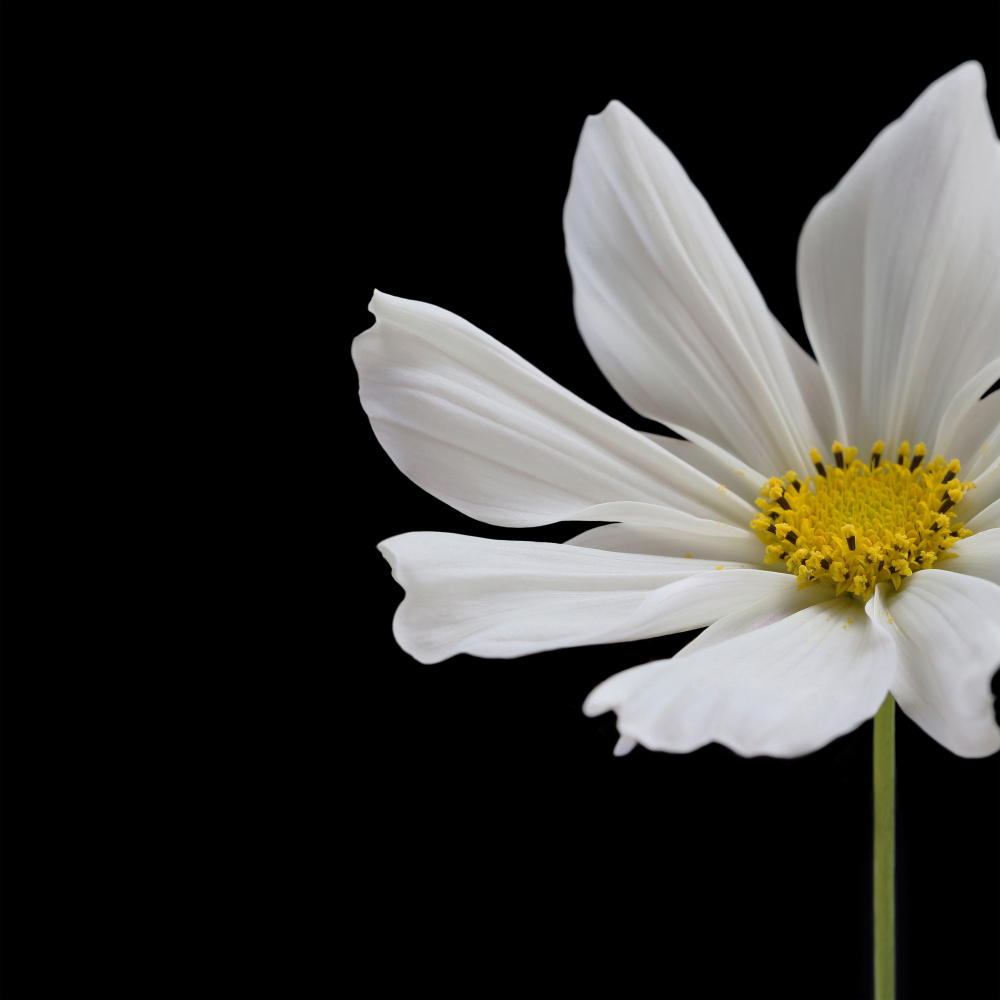 White Cosmos Flower Square from Alyson Fennell