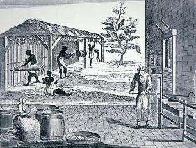 The cultivation of tobacco in Colonial America (engraving)