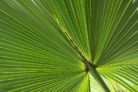 Fan Palm Leaves Photo 01