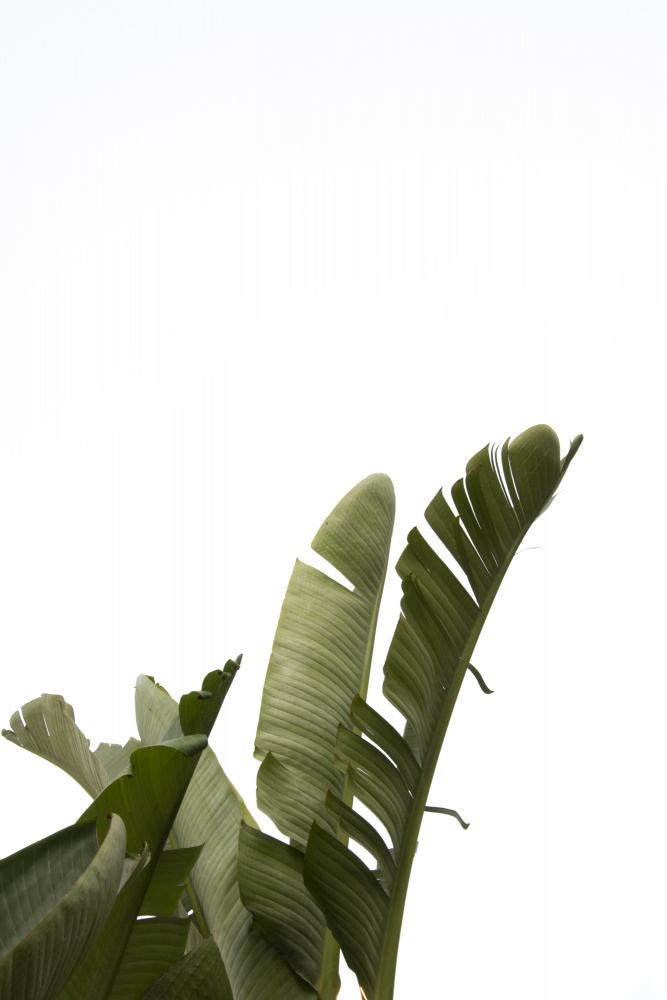 Travellers Palm Leaves Foliage Photo 07 from amini54