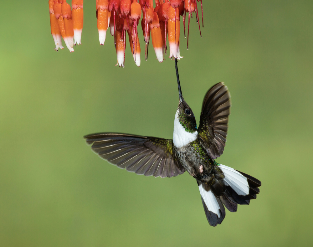 Collared Inca Hummingbird from Amy Marques