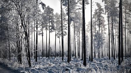 Winter Pine Trees II