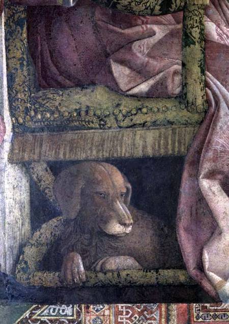 Rubino, the favourite dog of Marchese Ludovico Gonzaga III of Mantua and his family, from the Camera from Andrea Mantegna