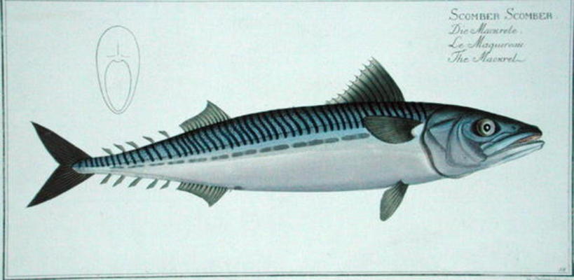 Mackerel (Scomber Scomber) plate LIV from 'Ichthyologie, ou histoire naturelle generale et particuli from Andreas-Ludwig Kruger