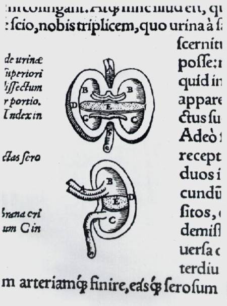 Kidney, two sections from Andreas Vesalius