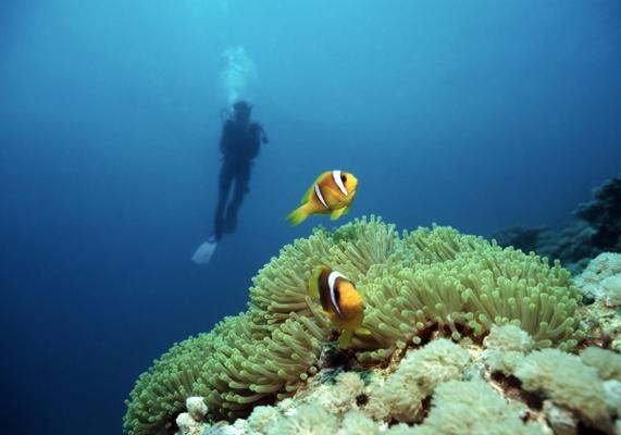Diving with Nemo from Andreas Wolf