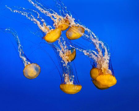 Dancing Jellyfish, #300