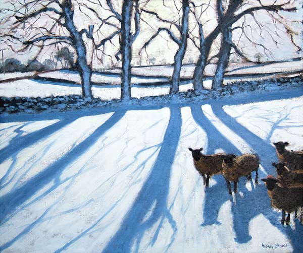 Sheep in snow, Derbyshire from Andrew  Macara