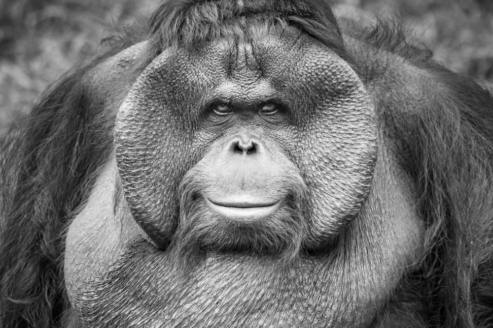 A Calm and Gentle Expression from a Male Orangutan from Andrew Suryono
