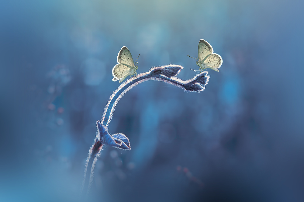 Two Butterflies meet each other from Andri Priyadi