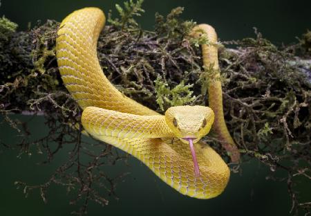 Yellow Viper