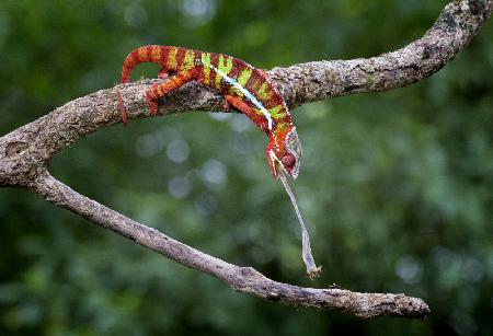 Panther Chameleon