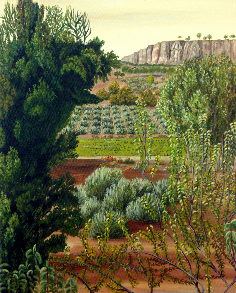 High Mountain Olive Trees from Angeles M. Pomata