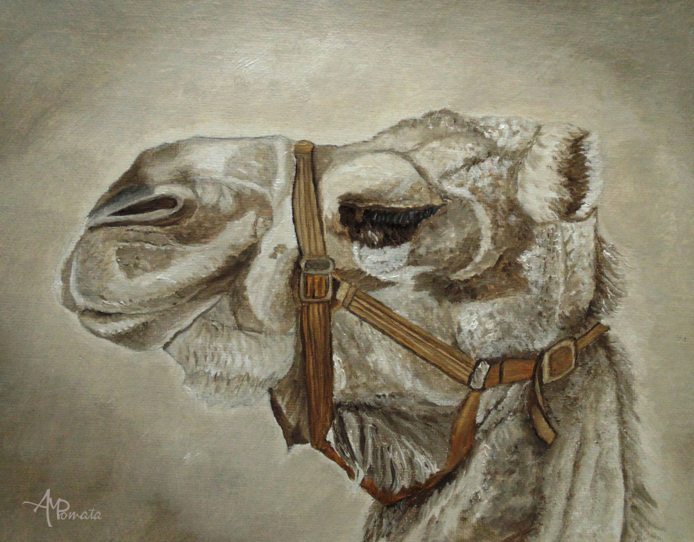 Camel Portrait from Angeles M. Pomata