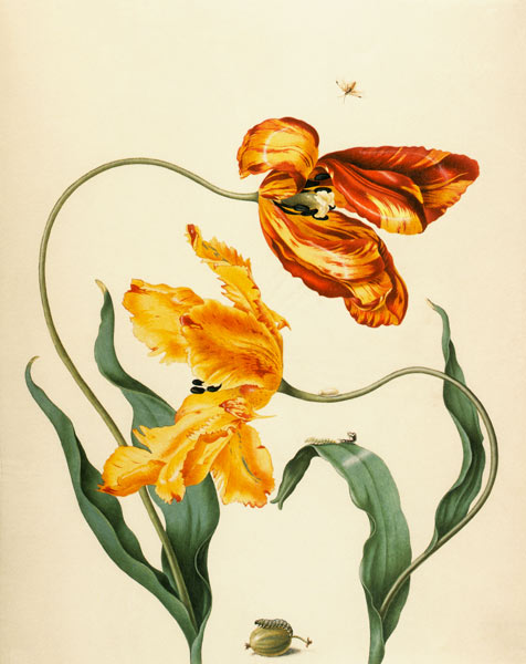 Garden tulips, gooseberry and yolks gooseberry wasp from Anna Maria Sibylla Merian