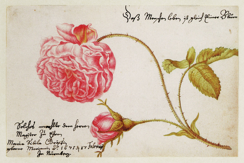 Album sheet with a rose from Anna Maria Sibylla Merian