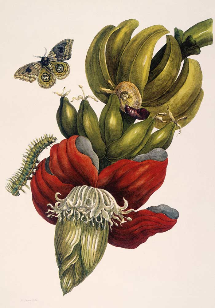 Blühende Banane und Automeris (Musa sapientium und Automeris liberia). from Anna Maria Sibylla Merian