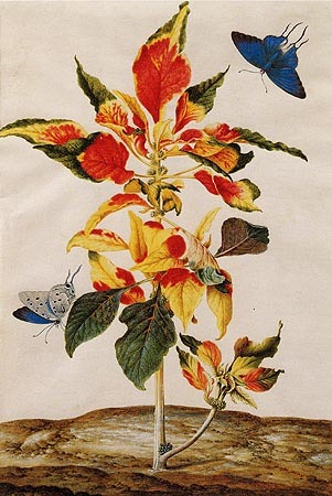 Amaranthus Tricolor from Anna Maria Sibylla Merian