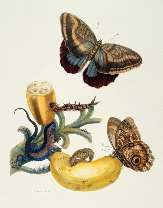 Bananenfrucht und Caligo (Musa sapientium und Caligo teucer). from Anna Maria Sibylla Merian