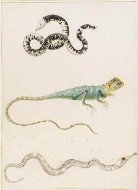 South American smallhead worm lizard, iguana or East Indian tree lizard and pipefish