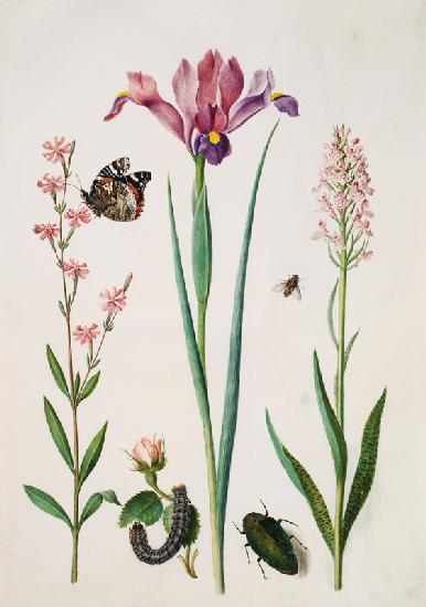 Catchfly with admiral, rose with fox moth, iris, hoverfly, jewel beetle and orchid