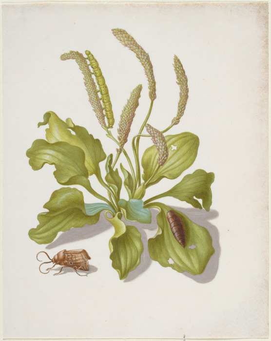 Plantain with Metamorphosis of the Brigh-Line Brown-Eye from Anna Maria Sibylla Merian