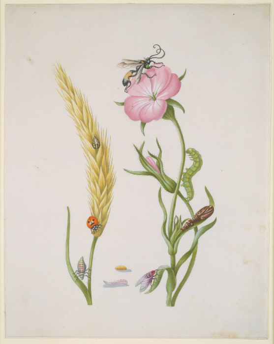 Cereal Ear and Corn Cockle with Metamorphoses of the Five-Spot Ladybird and Blowfly from Anna Maria Sibylla Merian