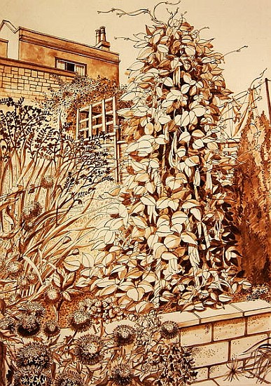 Back Garden with Beans, Bath (pen & ink and wash on paper)  from Anna  Teasdale