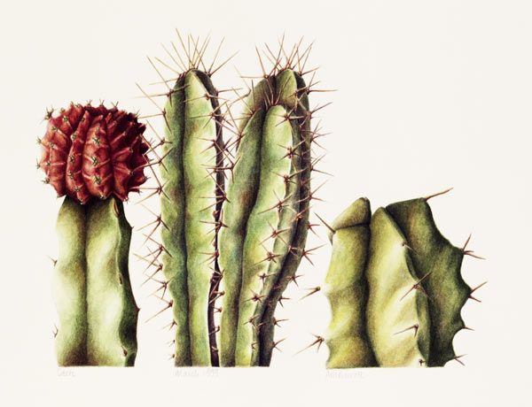 Cacti, 1999 (w/c on paper)  from Annabel  Barrett