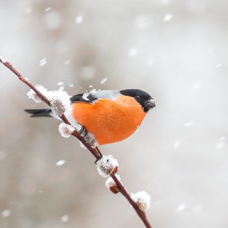 Bullfinch in a snowstorm.