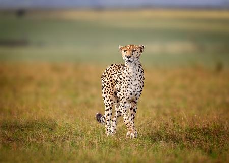 A Cruising Cheetah