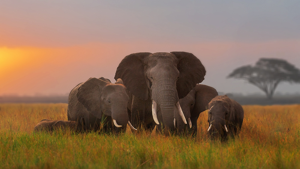 Elephent family in Amboseli from Annie Poreider