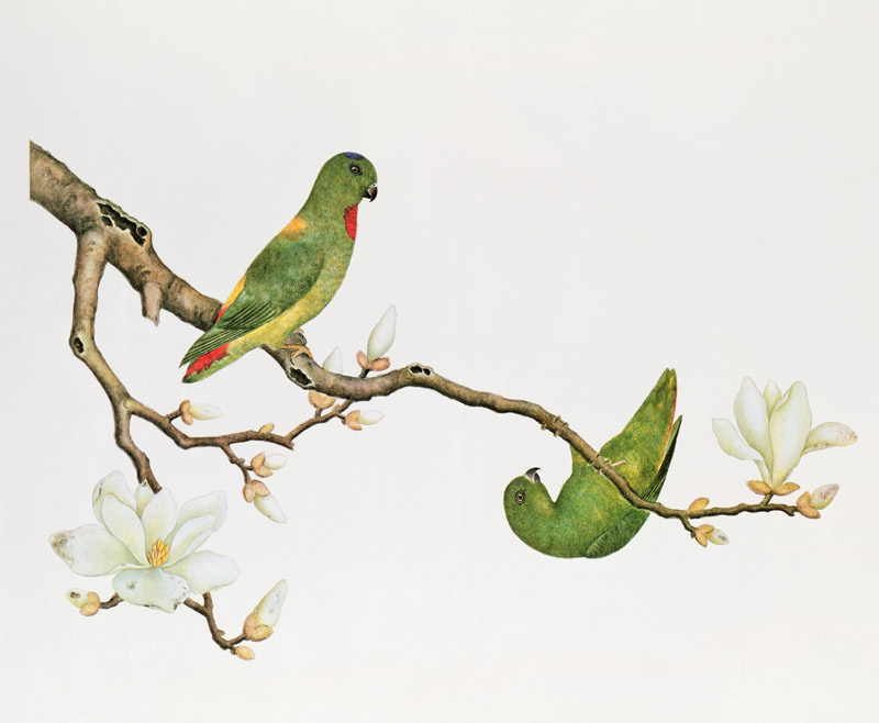 Blue-crowned parakeet, hanging on a magnolia branch from Anonymous painter