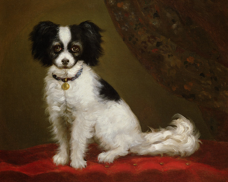 Portrait of a Spaniel from Anonymous painter