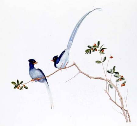 Red-billed blue magpies, on a branch with red berries from Anonymous painter
