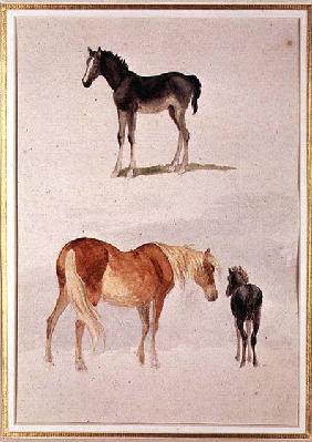 Mares and foals