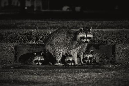 Nocturnal Family