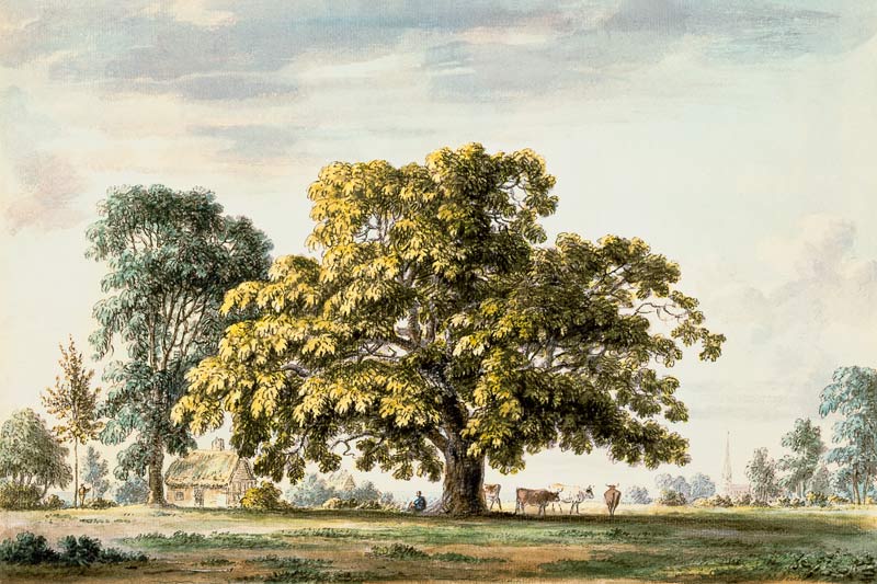 A Walnut Tree at Denton, near Grantham  and from Anthony Devis