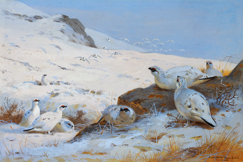 Alpenschneehühner from Archibald Thorburn