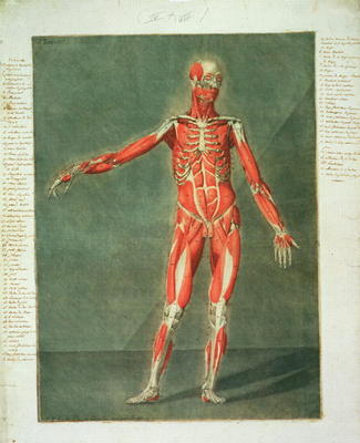 Superficial Muscular System of the Front of the Body, plate 4 from a complete course of anatomy with from Arnauld Eloi Gautier D'Agoty