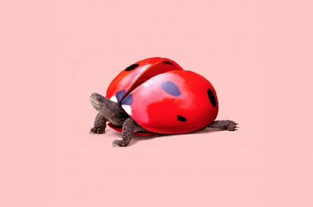Ladybug Turtle